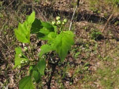 Crataegus gattingeri