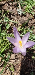 Crocus veluchensis