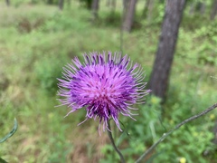 Cirsium carolinianum