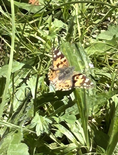 Painted Lady