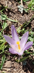 Crocus veluchensis