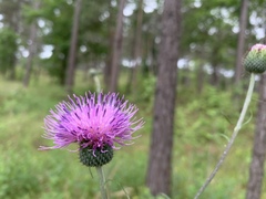 Cirsium carolinianum