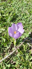 Crocus veluchensis