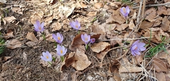 Crocus veluchensis