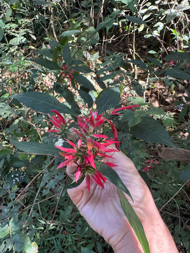 Lepidagathis floribunda
