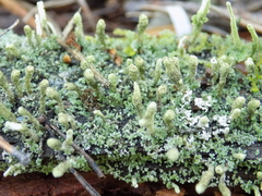 Cladonia incrassata