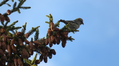 Loxia leucoptera image