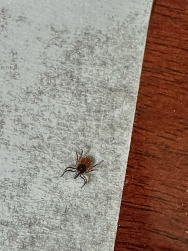 Castor Bean Tick