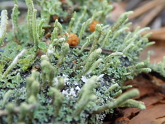 Cladonia incrassata