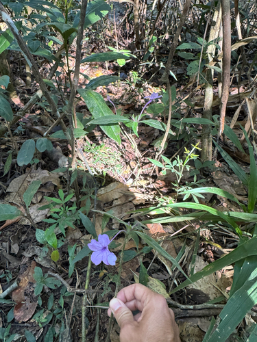 Ruellia jussieuoides, photograph 2