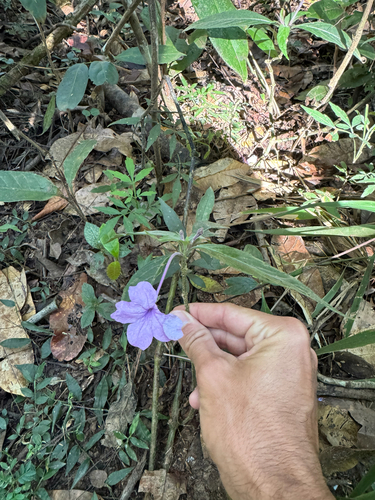 Ruellia jussieuoides