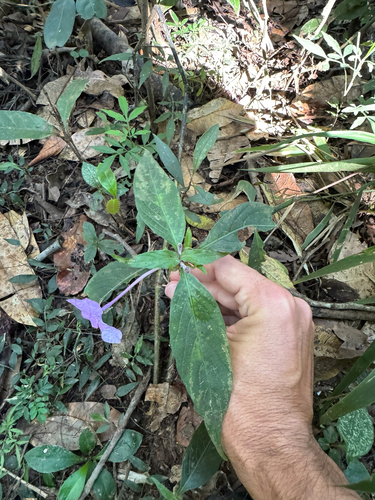 Ruellia jussieuoides, photograph 3