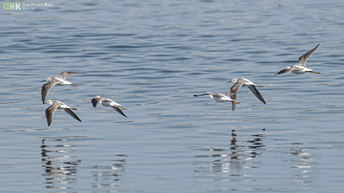 iNaturalist image
