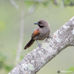 Synallaxis hellmayri