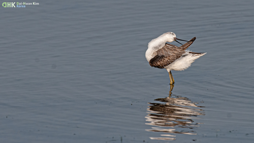 iNaturalist image