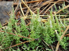 Cladonia phyllophora