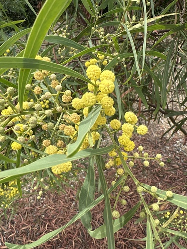 golden wreath wattle