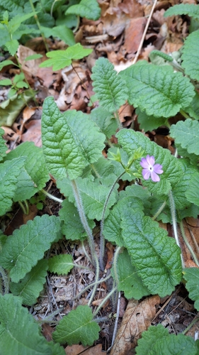 Primula sieboldii (Primula sieboldii)