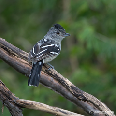 Thamnophilus pelzelni