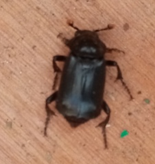 Nicrophorus humator