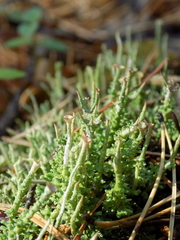 Cladonia phyllophora