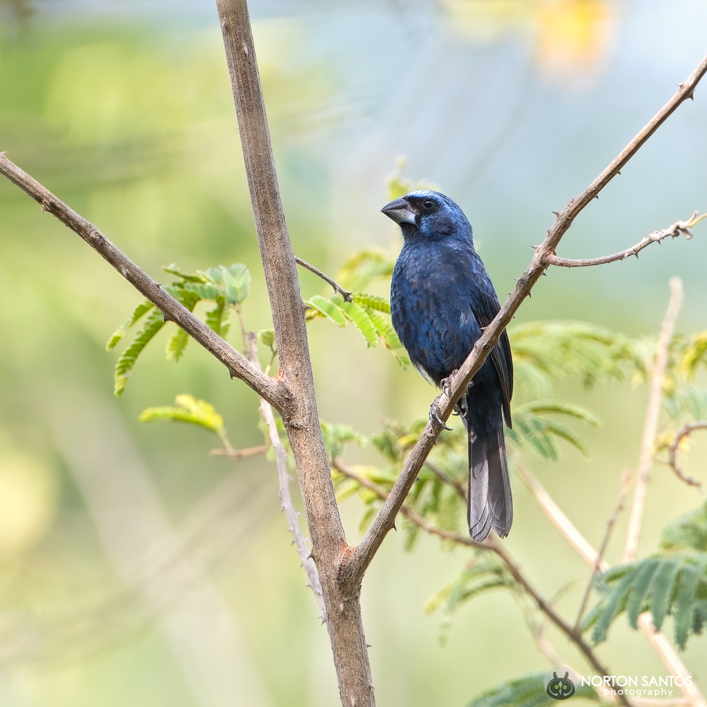 Ultramarine Grosbeak