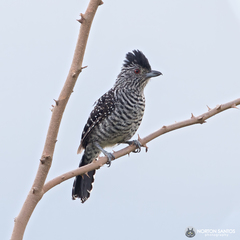 Thamnophilus doliatus capistratus