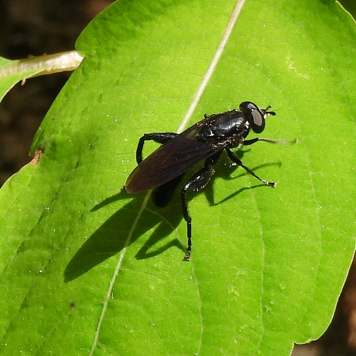 Violet Leafwalker photo 5