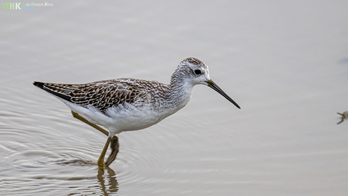 iNaturalist image