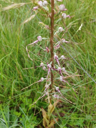 Himantoglossum adriaticum, photograph 6