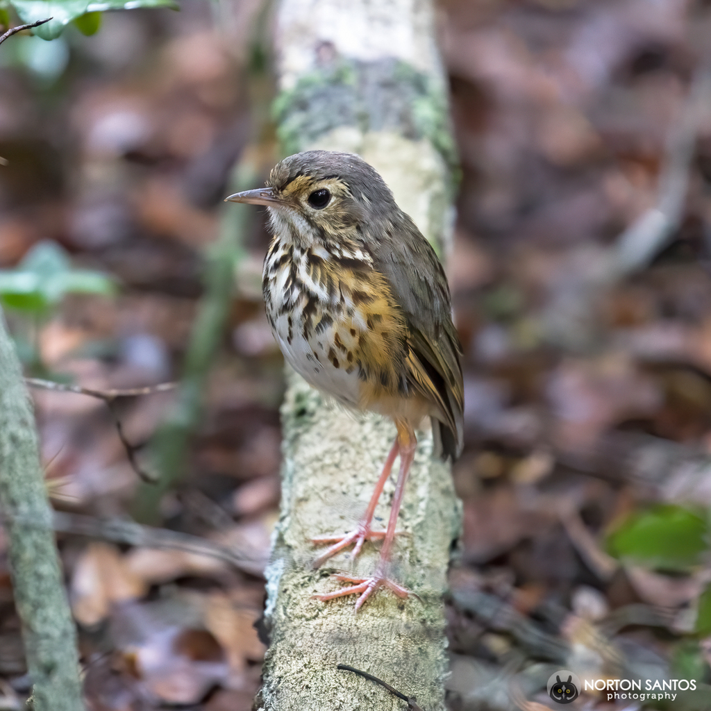 White-Browed Antpitta