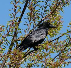 Corvus corone