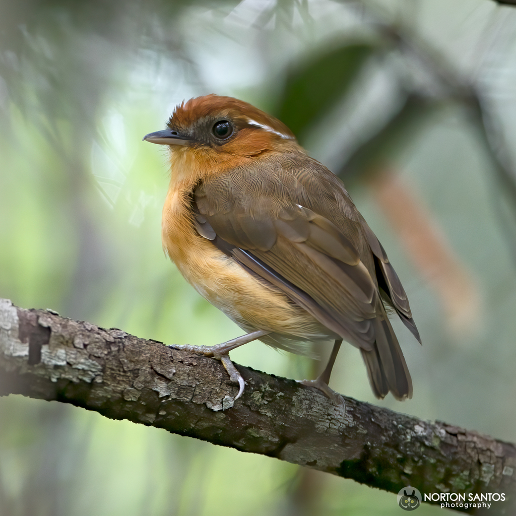 Ceara Gnateater photo