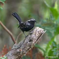 Black-Bellied Antwren photo 2