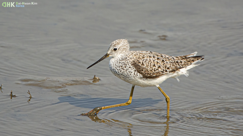 iNaturalist image