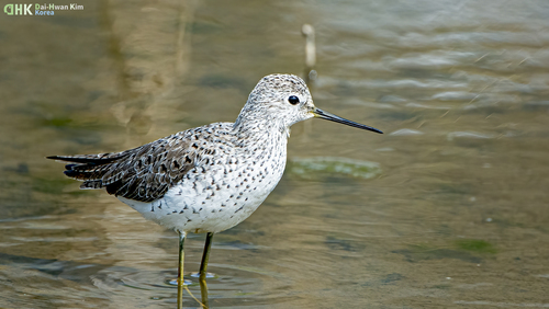 iNaturalist image