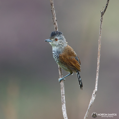 Thamnophilus torquatus