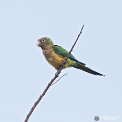 Eupsittula cactorum