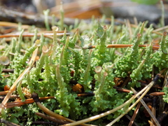 Cladonia phyllophora