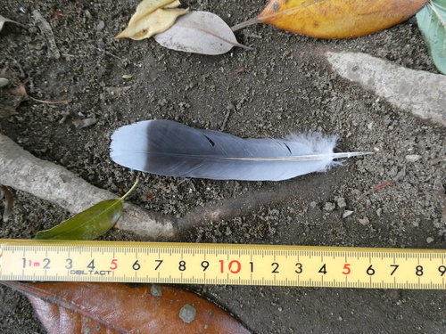 Plume de Tourterelle orientale