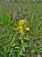 Rhinanthus alectorolophus
