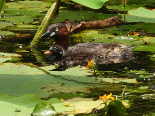 iNaturalist: (c) Mike, some rights reserved (CC BY-NC), uploaded by Mike iNaturalist image