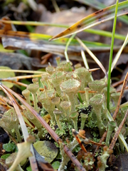 Cladonia pocillum