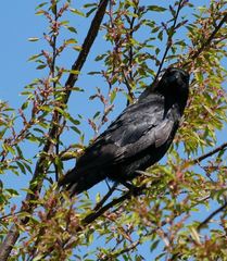 Corvus corone
