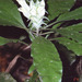 Aphelandra pepe-parodii Wassh.