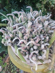 Lobivia silvestrii