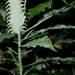 Aphelandra pepe-parodii Wassh. 2