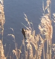 Acrocephalus schoenobaenus