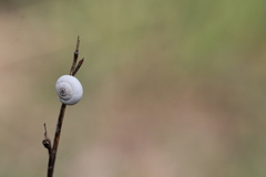 Xeropicta derbentina