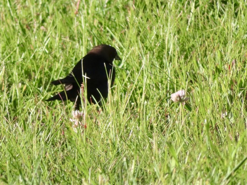 Brown-headed Cowbird